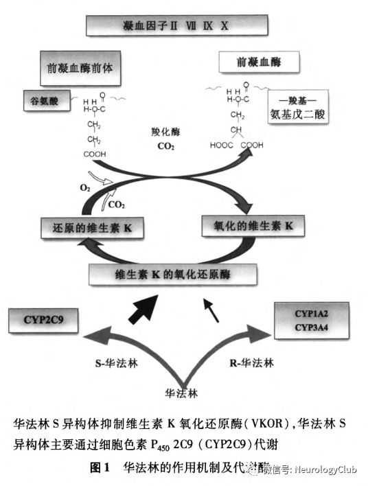 华法林抗凝治疗的中国专家共识