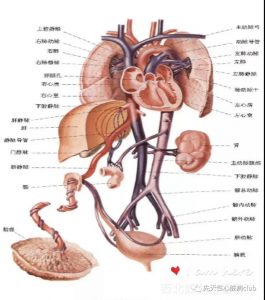 第一篇：动脉导管未闭（PDA）
