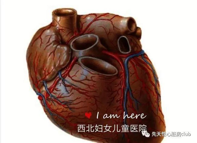 第二十四篇：左冠状动脉起源于肺动脉（ALCAPA）