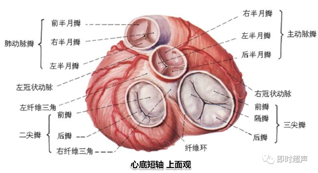 多图片解读超声心动图瓣膜分布，干货满满，快来收藏！