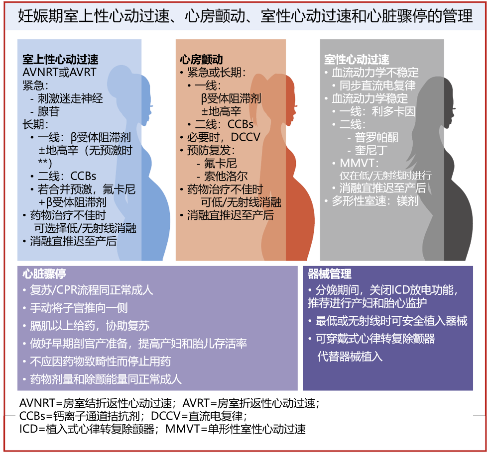 干货 | 妊娠期心律失常的管理（上）
