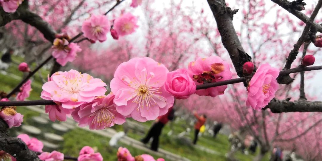 经导管缘对缘修复技术初步实践：MitraClip治疗二尖瓣反流多中心早期结果