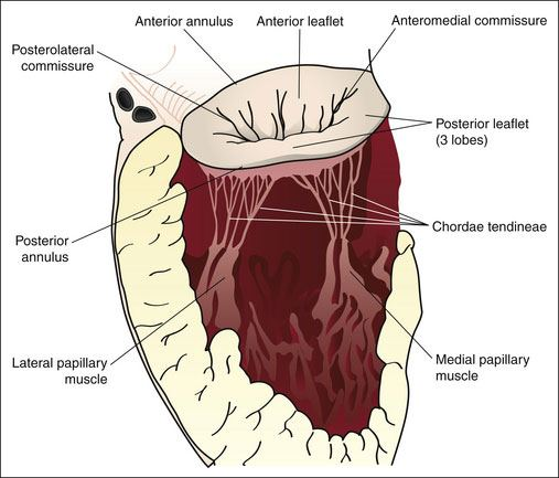 风湿性二尖瓣修复SCORE术式：外科原则、病理洞见与功能哲学的融合